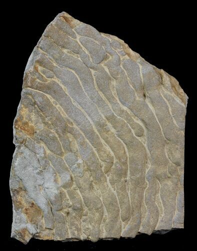 Pennsylvanian, Fossil Microbial Mat - Oklahoma #31768